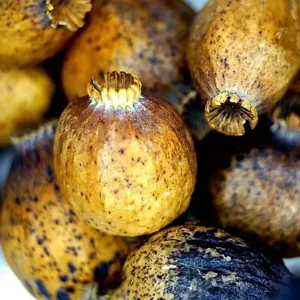 Dried Poppy Pod Heads