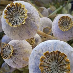 Exotic Strain of Poppy Pods