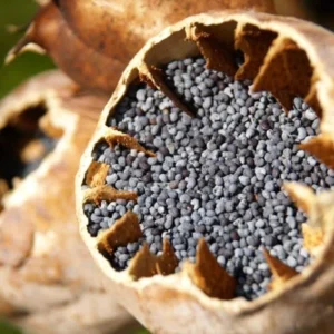 Poppy Pod Seeds