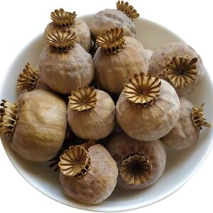 Dried poppy pods with stem